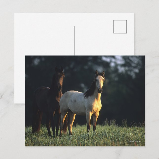 Carte Postale Bob Langrish | Deux Mustangs Kiger debout (Devant / Derrière)