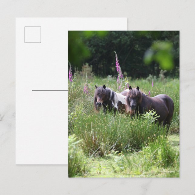 Carte Postale Bob Langrish Deux poneys Shetland se rassemblent (Devant / Derrière)