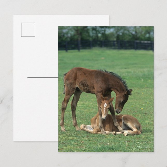 Carte Postale Bob Langrish | Deux poulains de Morgan Horse jouen (Devant / Derrière)
