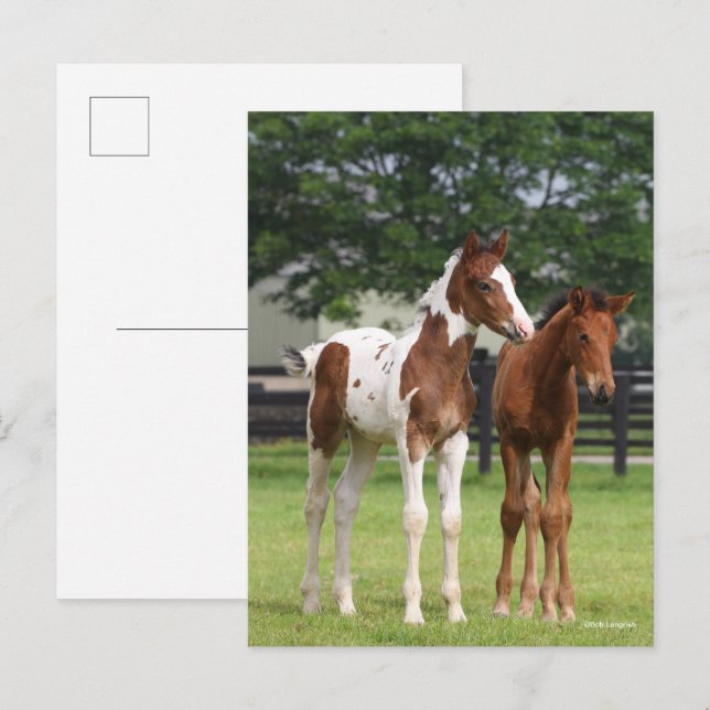 Carte Postale Bob Langrish | Deux poulains du cheval sportif deb (Devant / Derrière)