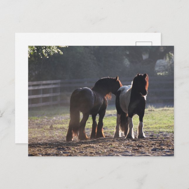 Carte Postale Bob Langrish | Deux Vannières Tsiganes En Champ Ré (Devant / Derrière)