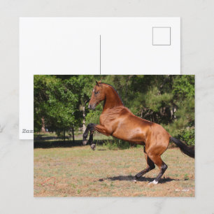 Carte Postale Bob Langrish   Élevage de l'étalon de Teke Bay Akh