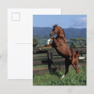 Carte Postale Bob Langrish   Élevage d'étalons arabes en châtaig