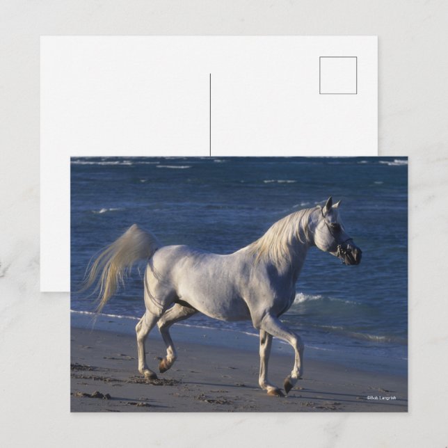 Carte Postale Bob Langrish | Étalon arabe gris marchant sur la p (Devant / Derrière)