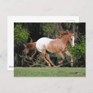 Carte Postale Bob Langrish   Exécution d'Appaloosa