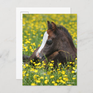 Carte Postale Bob Langrish   Foal De Pony Gallois Reposant Dans 