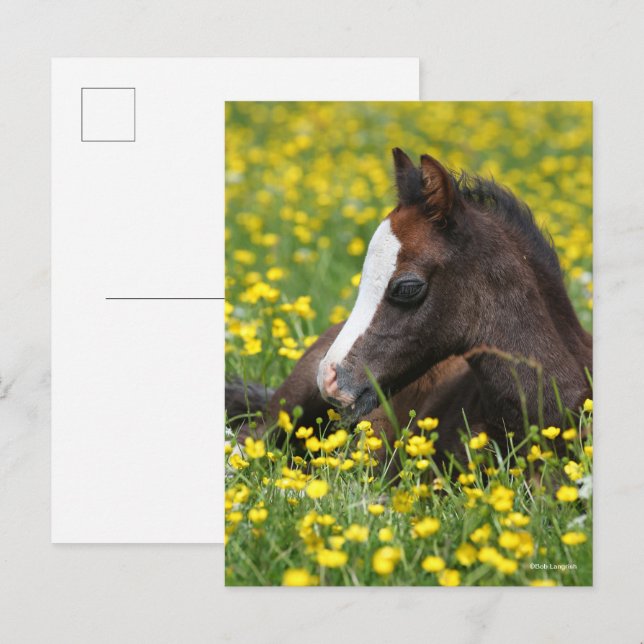Carte Postale Bob Langrish | Foal De Pony Gallois Reposant Dans  (Devant / Derrière)