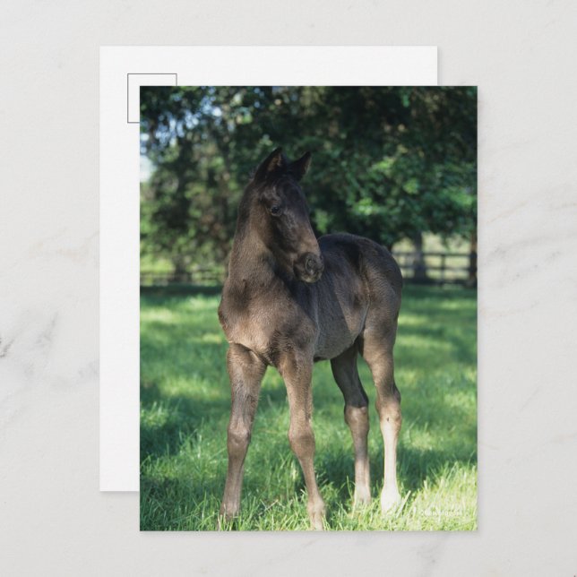 Carte Postale Bob Langrish | Foie Roulé À Thoroughbred En Champ (Devant / Derrière)