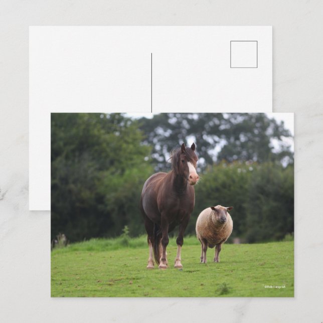 Carte Postale Bob Langrish | Gallois Pony Mare Debout Avec Le Mo (Devant / Derrière)