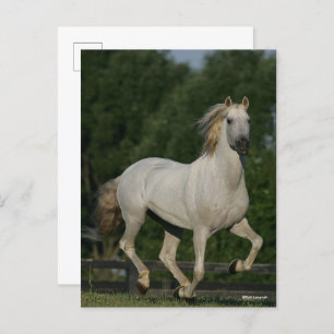 Carte Postale Bob Langrish   Gray Andalucian Running