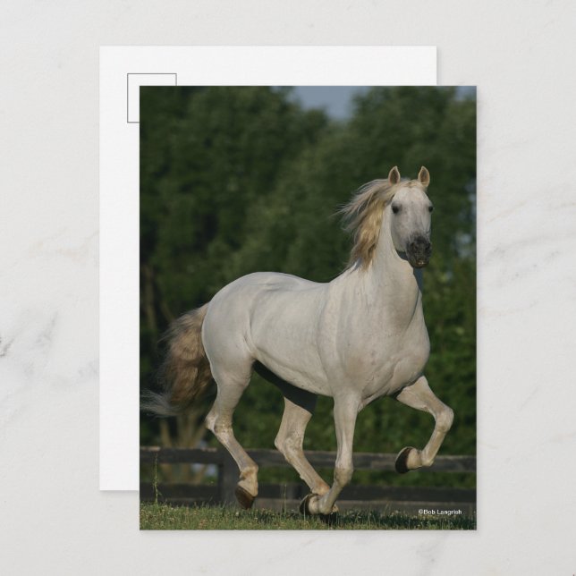 Carte Postale Bob Langrish | Gray Andalucian Running (Devant / Derrière)