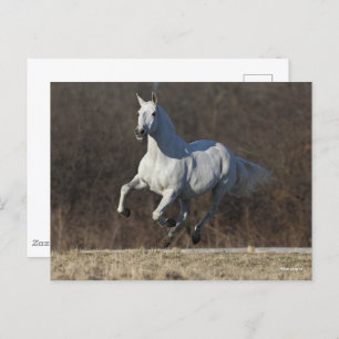 Carte Postale Bob Langrish   Gray Andalucian Running