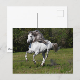 Carte Postale Bob Langrish Gray Andalucian Stallion Courir