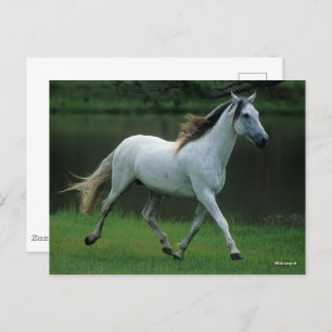 Carte Postale Bob Langrish   Gray Andalucian Stallion Courir
