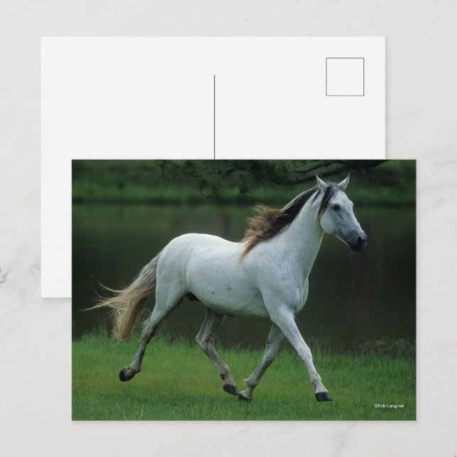 Carte Postale Bob Langrish | Gray Andalucian Stallion Courir (Devant / Derrière)