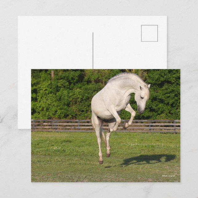 Carte Postale Bob Langrish | Gray Andalucian Stallion Leaping (Devant / Derrière)