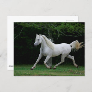 Carte Postale Bob Langrish   Gray Arab Running