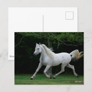 Carte Postale Bob Langrish Gray Arab Running
