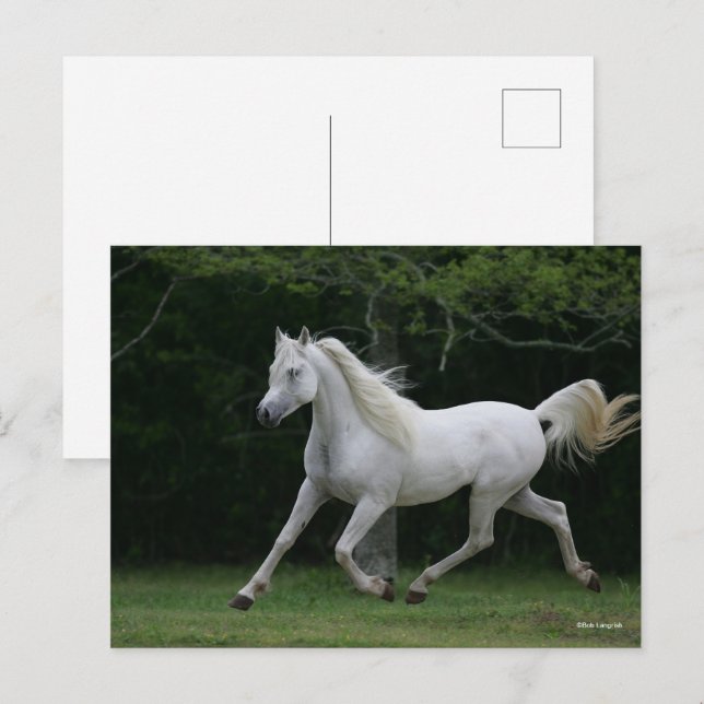 Carte Postale Bob Langrish | Gray Arab Running (Devant / Derrière)