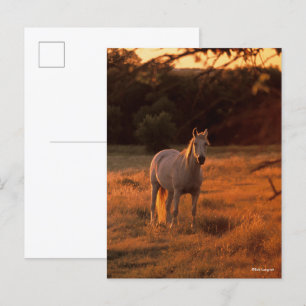 Carte Postale Bob Langrish   Gray Arab Standing au coucher du so