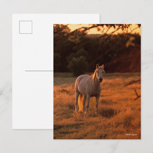 Carte Postale Bob Langrish | Gray Arab Standing au coucher du so (Devant / Derrière)