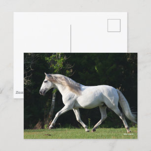 Carte Postale Bob Langrish   Gray Lusitano Stallion