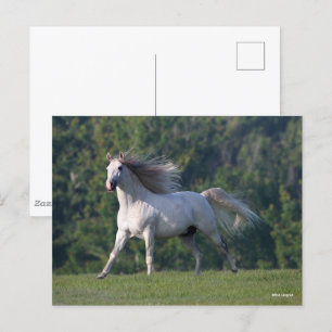 Carte Postale Bob Langrish Gray Lusitano Stallion en marche