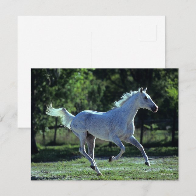 Carte Postale Bob Langrish | Gray Thoroughbred Stallion Running (Devant / Derrière)