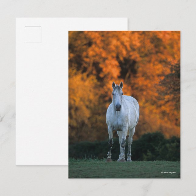 Carte Postale Bob Langrish | Gray Warmblood Standing Automne (Devant / Derrière)