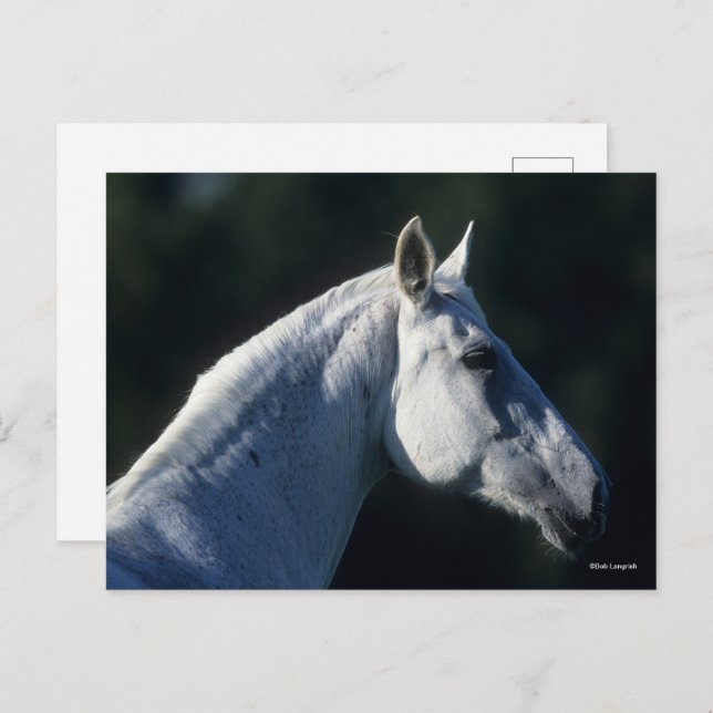 Carte Postale Bob Langrish | Gray Warmblood Standing Headshot (Devant / Derrière)