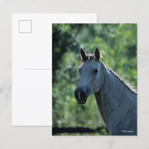 Carte Postale Bob Langrish Greish Dutch Warmblood Headshot rétro