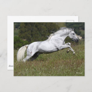 Carte Postale Bob Langrish Grey Andalou saute à travers l'herbe