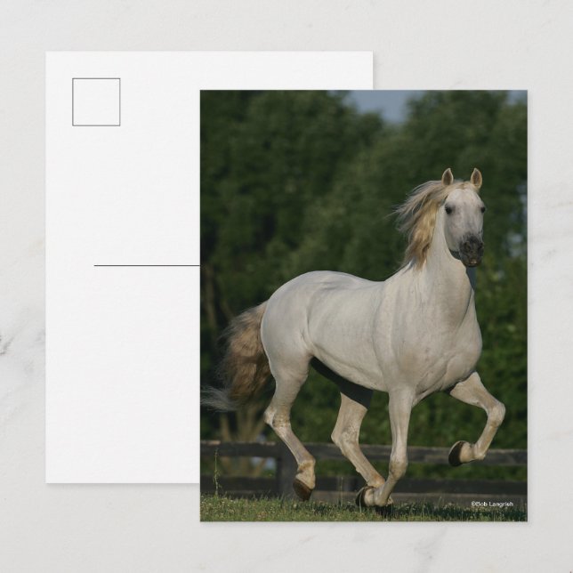 Carte Postale Bob Langrish | Grey Andalucian Running (Devant / Derrière)