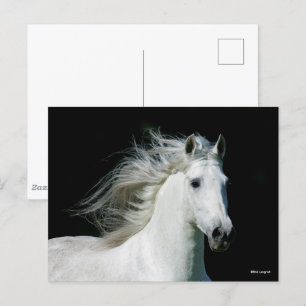 Carte Postale Bob Langrish   Grey Andalucian Stallion Headshot