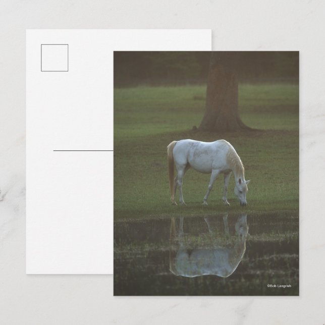 Carte Postale Bob Langrish | Grey Arab Grazing Water Reflection (Devant / Derrière)