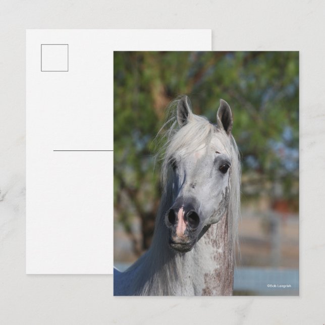 Carte Postale Bob Langrish | Grey Arab Stallion Headshot (Devant / Derrière)
