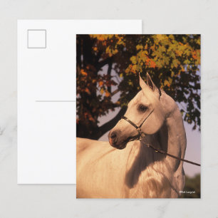Carte Postale Bob Langrish Grey Arab Stallion Headshot 4