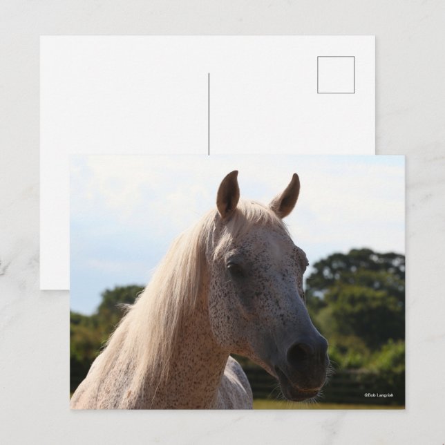 Carte Postale Bob Langrish | Grey Arab Stallion Headshot Backlit (Devant / Derrière)