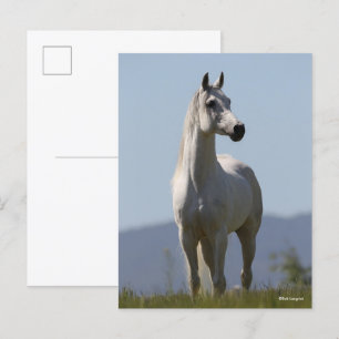 Carte Postale Bob Langrish   Grey Arab Stallion Standing