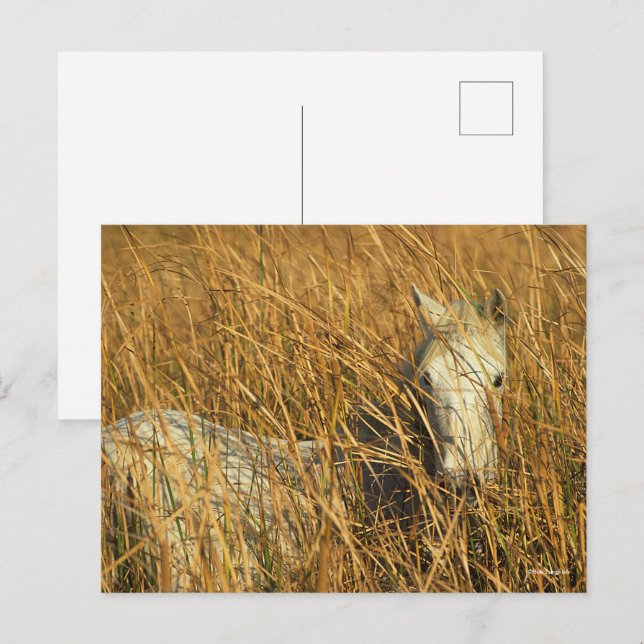 Carte Postale Bob Langrish | Grey Camargue Pony Mensonge Dans Le (Devant / Derrière)