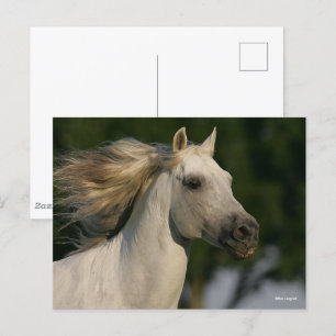 Carte Postale Bob Langrish Grey Casque andalou Mane Flow