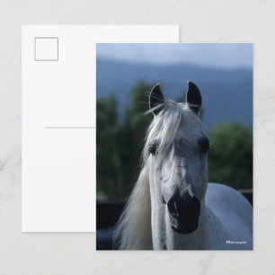 Carte Postale Bob Langrish Grey Stallion arabe debout