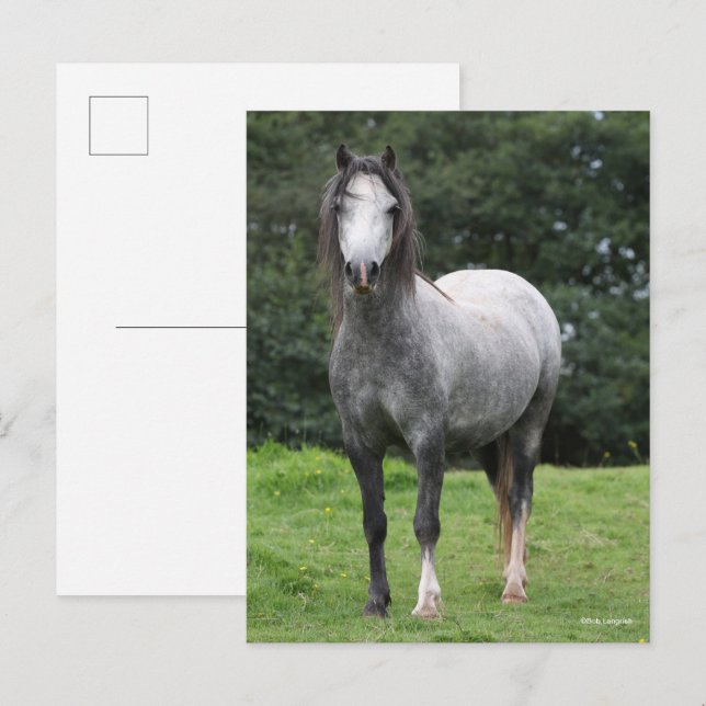 Carte Postale Bob Langrish | Grey Welsh Pony Standing (Devant / Derrière)