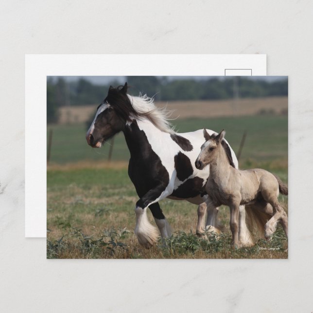 Carte Postale Bob Langrish | Gypsy Vanner Mare and Foal Running (Devant / Derrière)