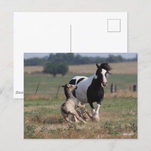 Carte Postale Bob Langrish Gypsy Vanner Mare et Foie