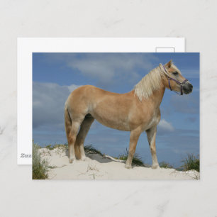 Carte Postale Bob Langrish   Haflinger Debout Sur La Plage