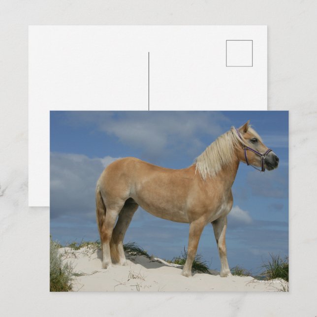 Carte Postale Bob Langrish | Haflinger Debout Sur La Plage (Devant / Derrière)