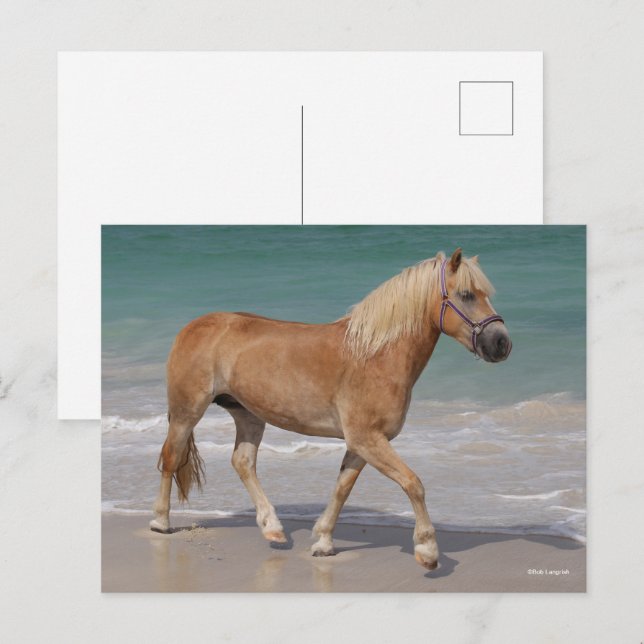 Carte Postale Bob Langrish | Haflinger Marcher Sur La Plage (Devant / Derrière)