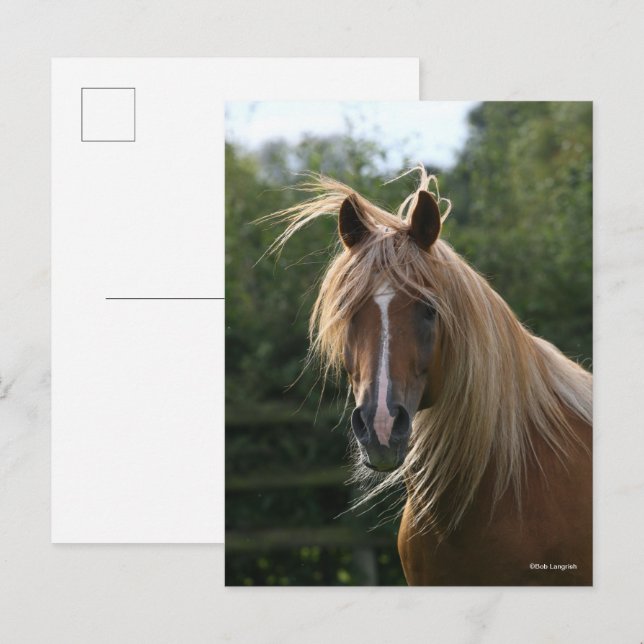 Carte Postale Bob Langrish | Headshot de l'étalon arabe (Devant / Derrière)
