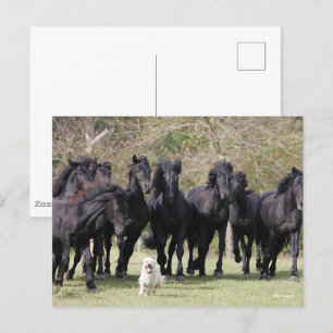 Carte Postale Bob Langrish   Herd Black Meren Cheval et Chien